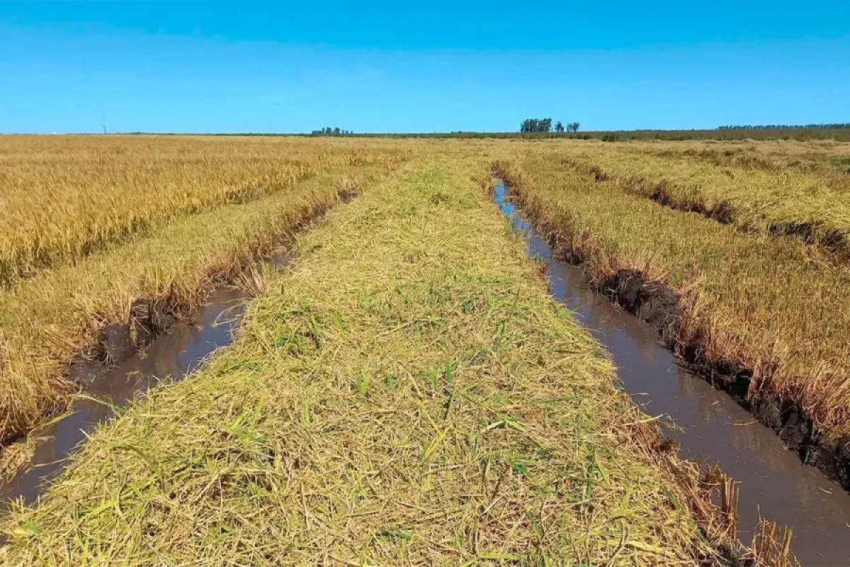 Crearon el sello Arroz Entrerriano: estos son los requisitos que deberán cumplir los productores