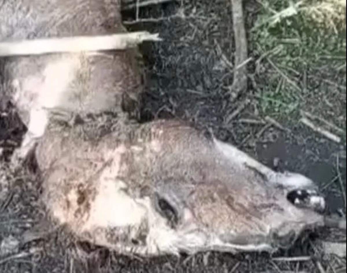 Denuncian dos caballos muertos y en descomposición en la zona del Puente de Fierro